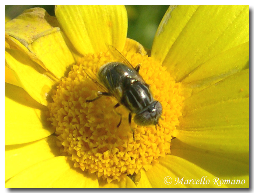Sarah aveva ragione: Eristalinus sepulchralis
